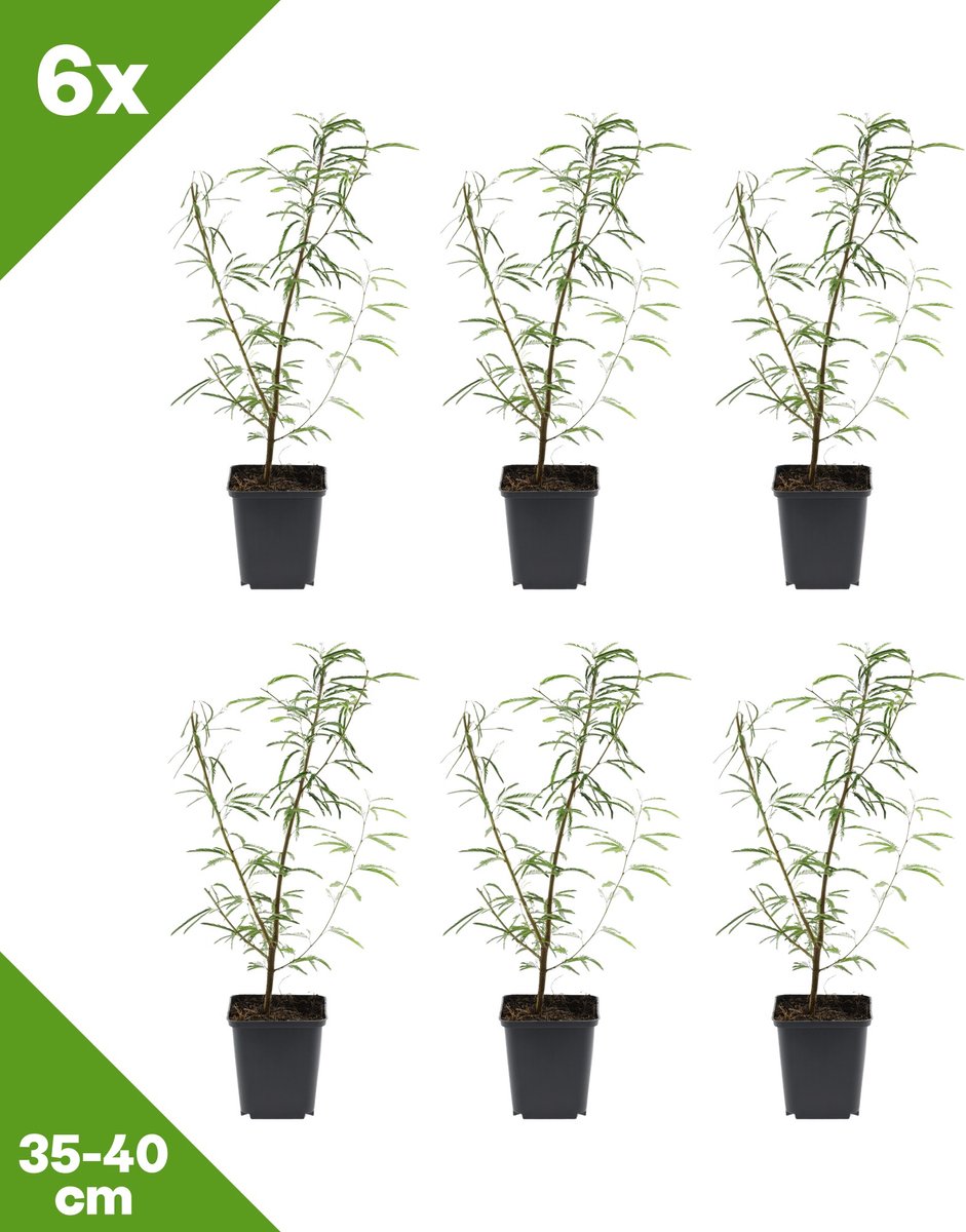 GARDENZO - 6x Calliandra surinamensis 'Dixie Pink' (Surinaamse poederkwast), P9, 35-40 cm