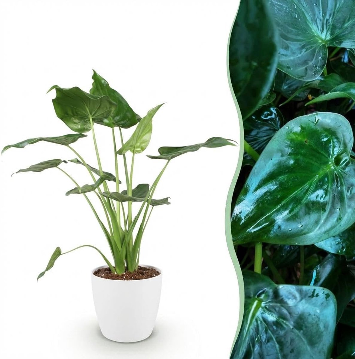 Cucullata - Boeddha,s hand - Weinig onderhoud - Groen - met Potter Wit - 65-70cm - Ø21cm - Kamerplant - Arrangement - Plant met pot