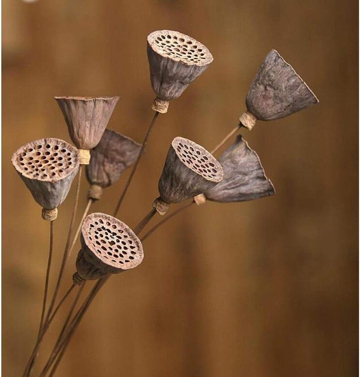55Cmdiy Lotus droogbloem bruiloft decoratie thuis party kantoor decoratie simulatie droogbloem