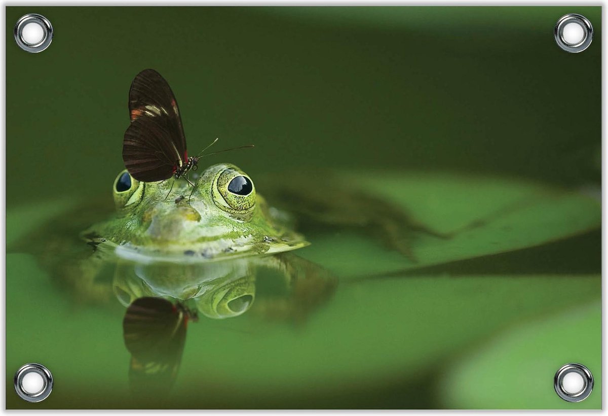 Tuinposter –Groene Kikker met Vlinder op zijn Hoofd– 90x60 Foto op Tuinposter (wanddecoratie voor buiten en binnen) op Prijzenvolger.com