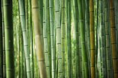 Schilderij - Bamboe , Groen,  2 maten, Premium print