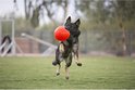 Herder springt met een rode Jolly Soccer Ball in zijn bek.