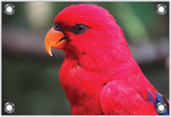 Tuinposter –Hoofd Rode Papagaai -90x60  Foto op Tuinposter  (wanddecoratie voor buiten en binnen)
