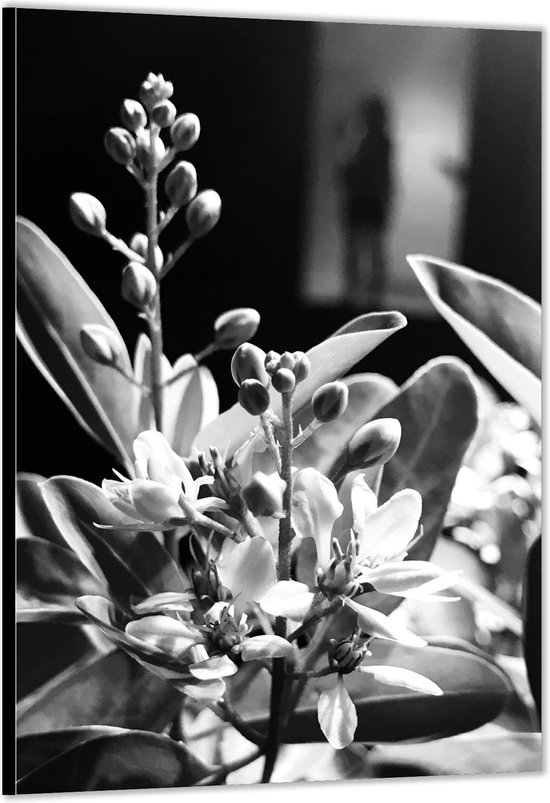 Dibond –Bloemen (zwart/wit)– 30x40cm Foto op Aluminium (Met Ophangsysteem)