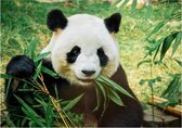 Affiche animalière bambou mangeant panda A1 - 84 x 59 cm - Affiches de décoration chambre d'enfant panda géant / panda ours - Affiches enfants - Cadeau amoureux de la nature / panda