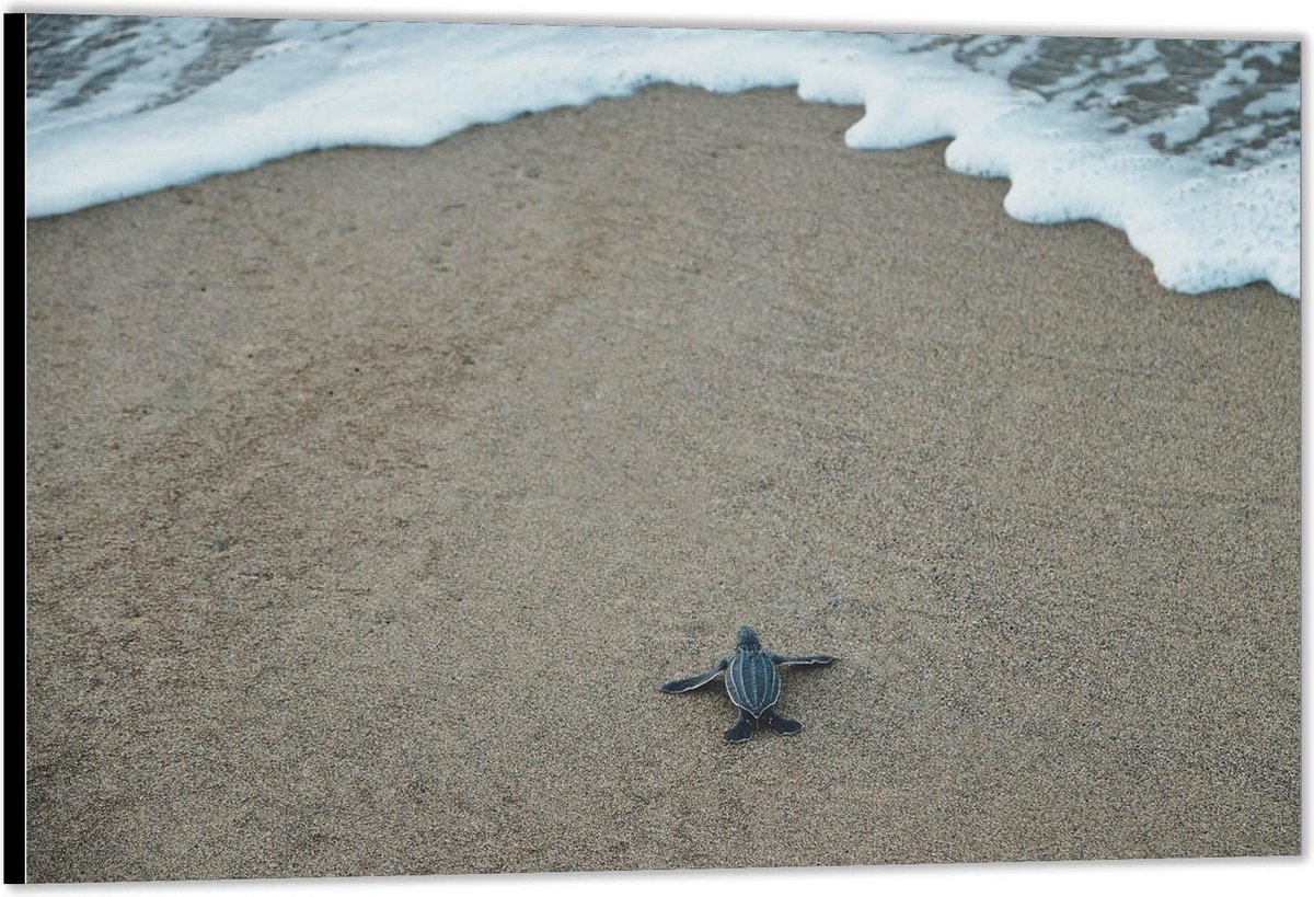 KuijsFotoprint - Schilderij - Baby Schildpad Het Strand - Zwart, Wit En Bruin - 30 X 40 Cm