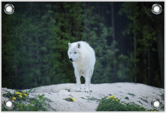 Tuinposter –Witte Wolf in Natuur-60x40  Foto op Tuinposter (wanddecoratie voor buiten en binnen)