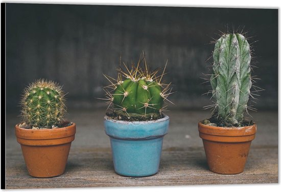 Dibond –Drie Cactussen– 90x60 Foto op Aluminium (Wanddecoratie van metaal)