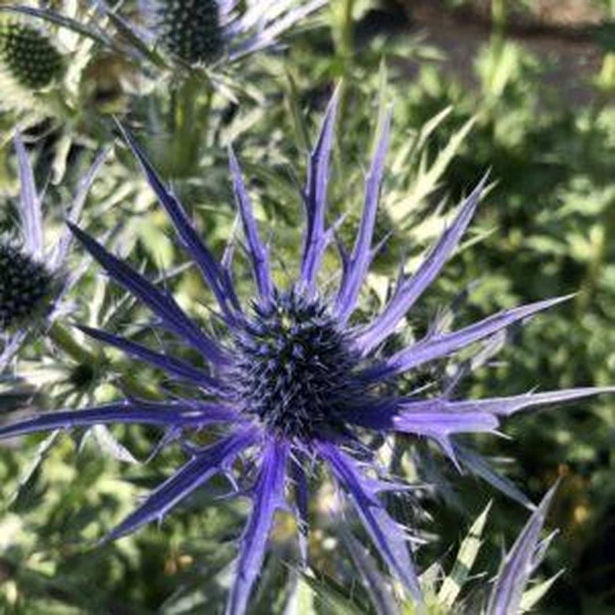 6 x Eryngium 'Big Blue' Kruisdistel P9 Pot (9 x 9cm)