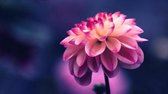 Schilderij bloem 90 x 60 - Pixello - canvas - woonkamer - slaapkamer - print