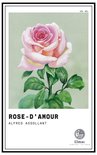 Rose d'Amour