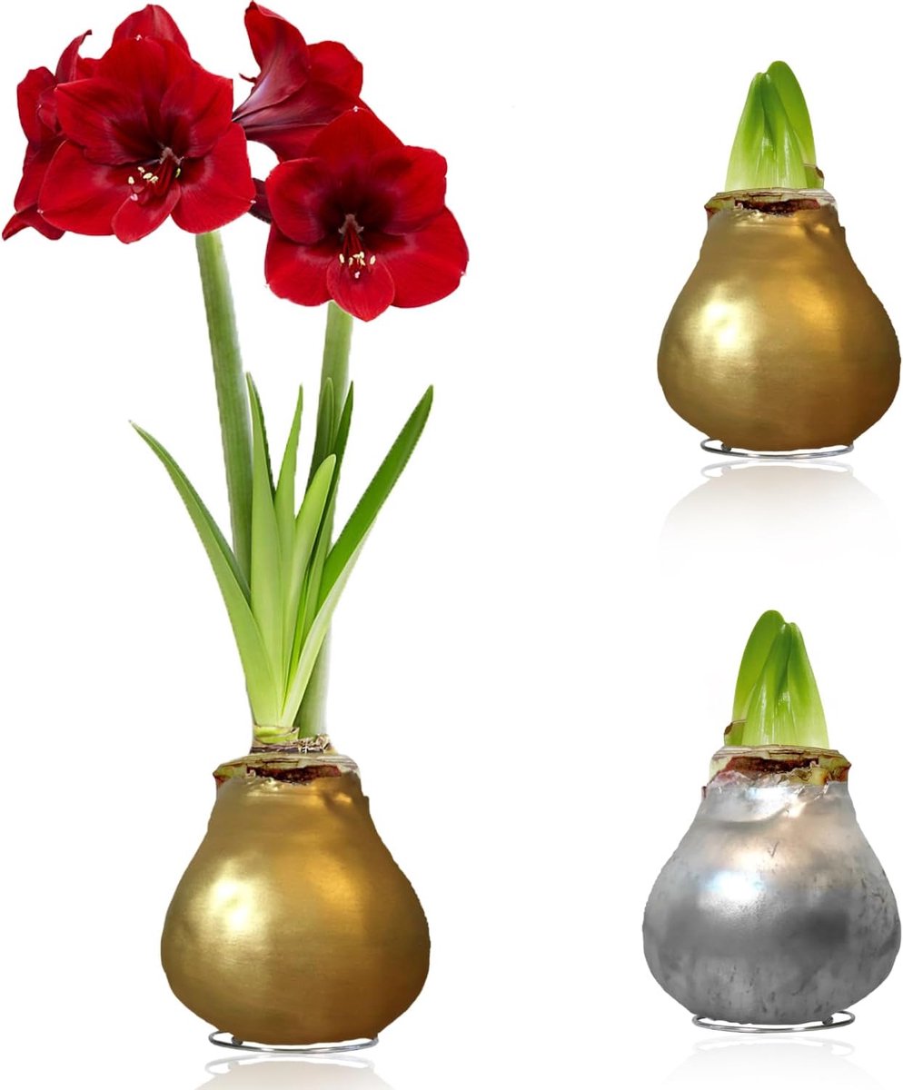 Amaryllis Bollen in Wax - Goud & ZIlver - Bloembollen - 2 stuks - Bloem bollen - No Water Flower