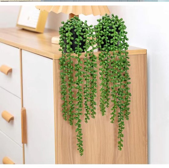 Deux plantes vertes retombantes à feuilles rondes sur une commode en bois.