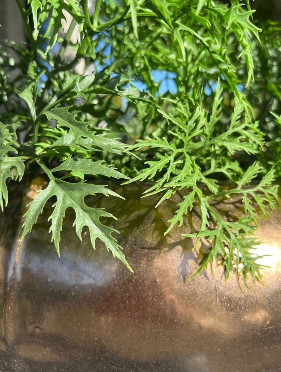 Buiten kunstplant Ming Aralia groen uv-bestendig