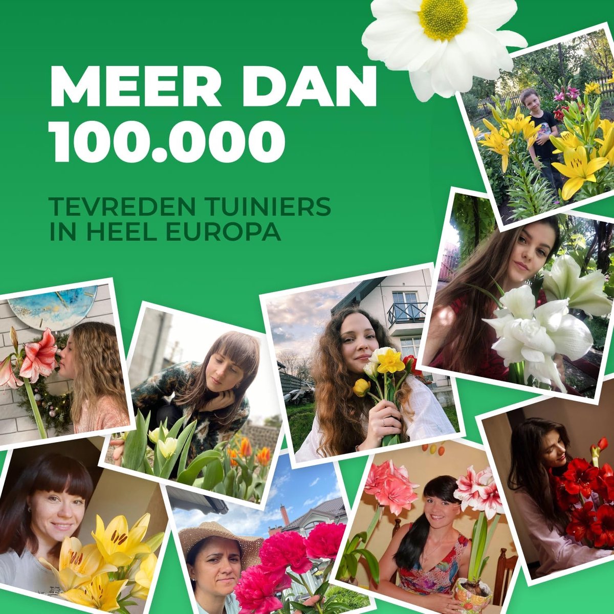 Dutch Bulbs Orchidee plant - Cambria - Kamerplant voor binnen - 3 stuks - Geel, Bruin & Roze - Binnenplant