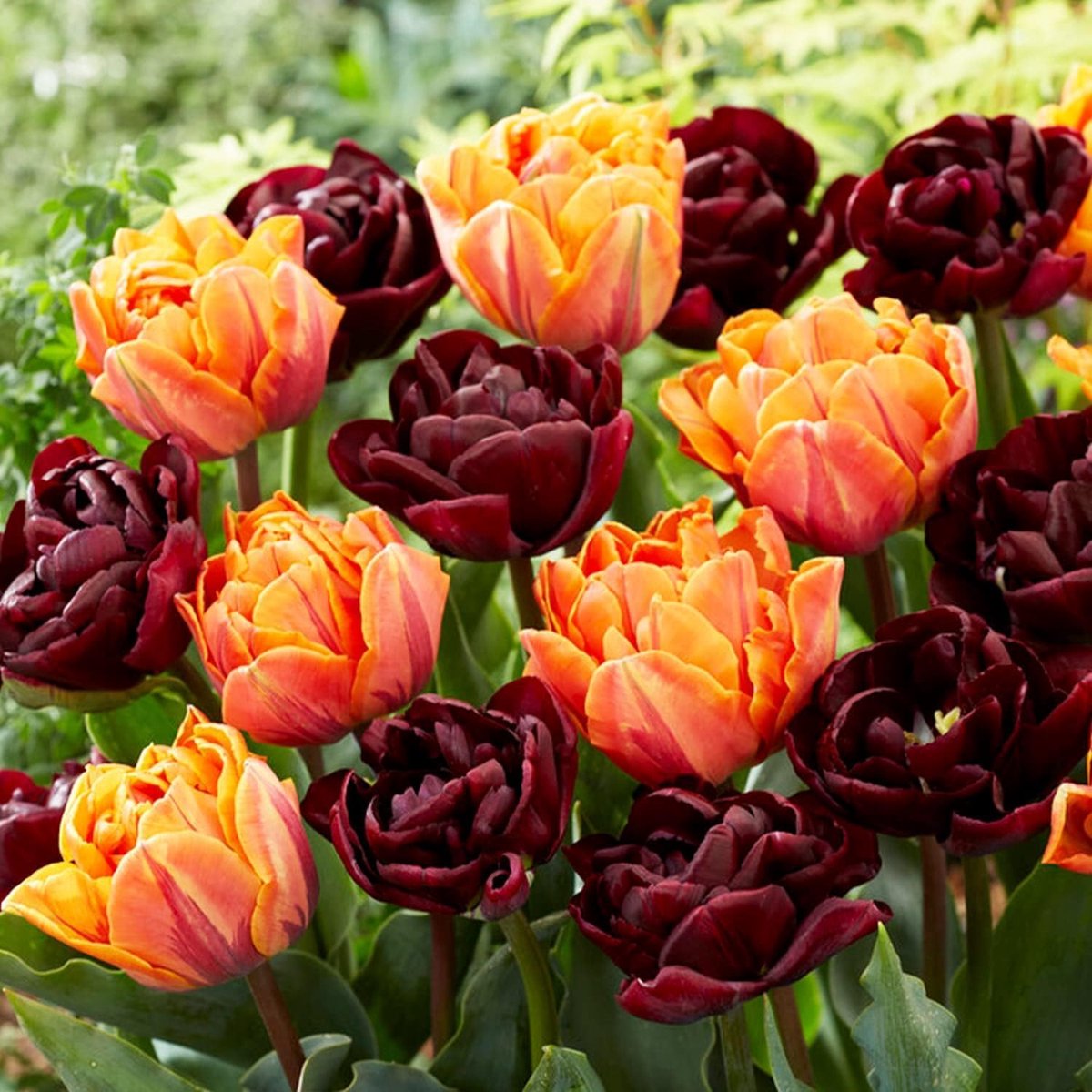 Tulpen Bloembollen Winterhard - Black and Orange Mix - 20 stuks - Zwart & Oranje - Bloem Bollen Mix - Tulpenbollen Meerjarig