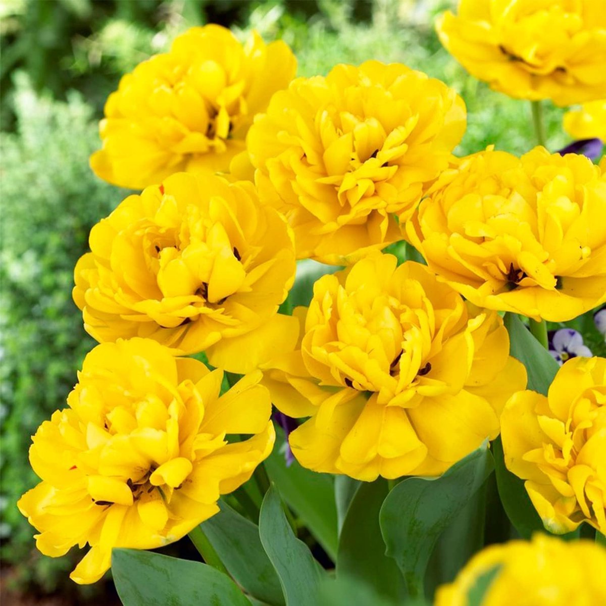Tulpen Bloembollen Winterhard - Yellow Passion - 20 stuks - Geel - Bloem Bollen Mix - Tulpenbollen Meerjarig