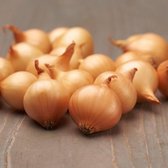 Dutch Bulbs plant d'oignon - Bulbes d'oignon - Stuttgarter - Bulbes de fleurs - 500 grammes - Jaune - Bulbes - Pour le potager