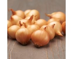 Plantui - Stuttgarter - 500 gram - Geel - Uien voor Tuin - Bollen om te Planten - Voor de Moestuin