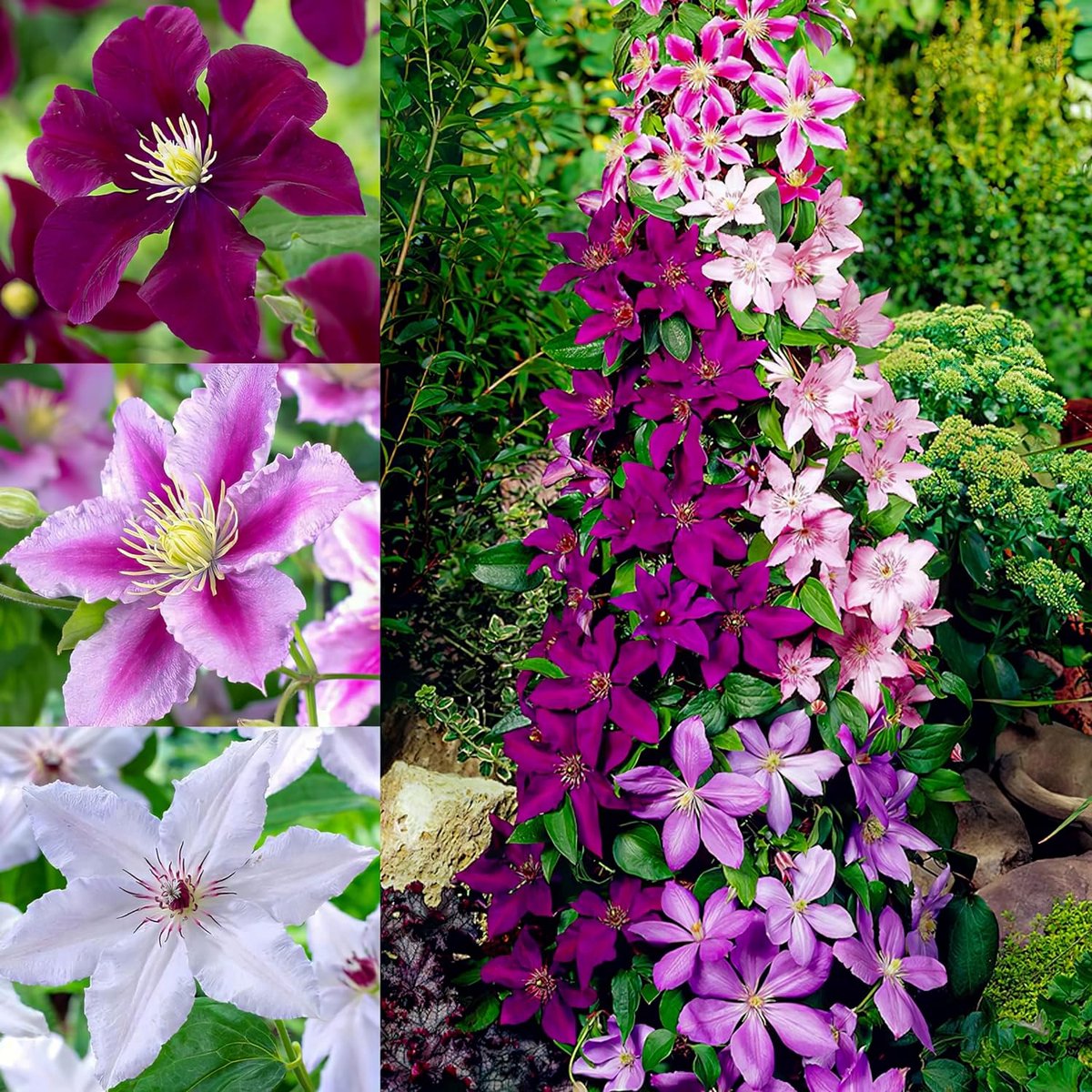 Clematis - Buitenplant Winterhard - Tricolor - Tuinplant - 3 stuks - Rood, Blauw & WIt - Tuin Plant voor Buiten