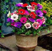 Anemonen Bloembollen - De Caen - 50 stuks - Meerkleurig - Bloem bollen - Meerjarig Mix
