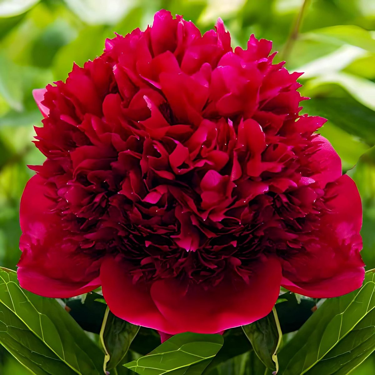 Pioenroos Wortel - Red Charm - Tuinplant Winterhard - 1 stuk - Meerkleurig - Buitenplanten