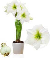Amaryllis Bol - White Star - Bloembollen - 1 stuk - Wit - Bloem bollen