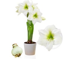 Amaryllis Bol - White Star - Bloembollen - 1 stuk - Wit - Bloem bollen