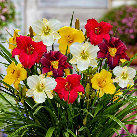 Daglelie Plant Winterhard - Buitenplant - Hemerocallis - Tuinplant voor Buiten - 5 stuks - Meerkleurig