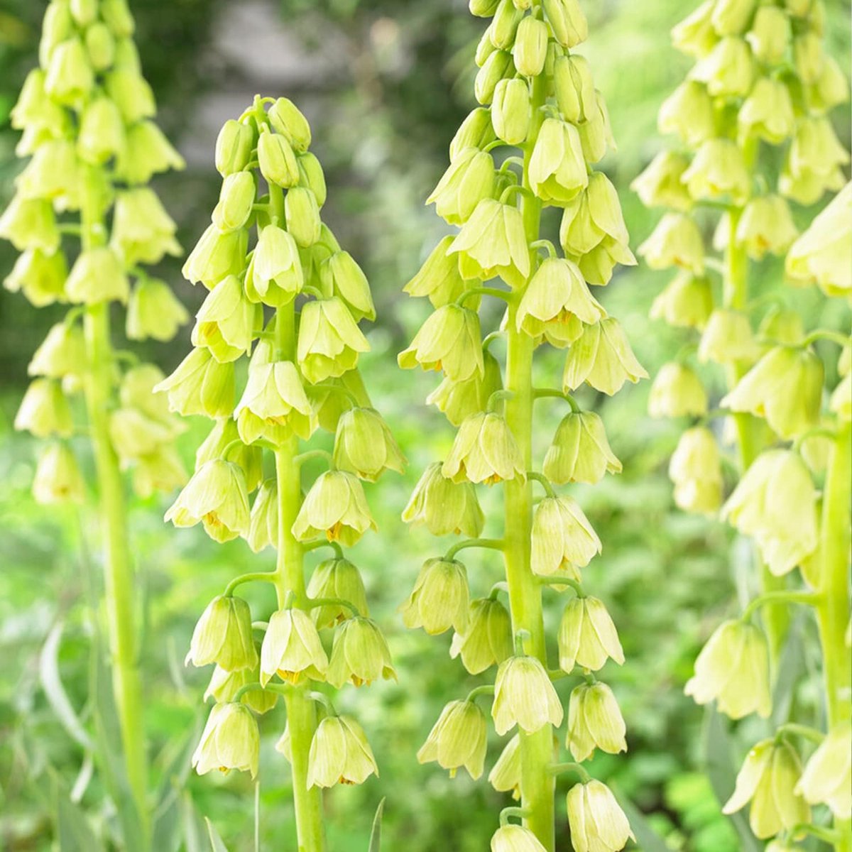 Keizerskroon Bloembollen Meerjarig - Fritillaria Persica White - White - 5 stuks - Wit - Bloem bollen Mix