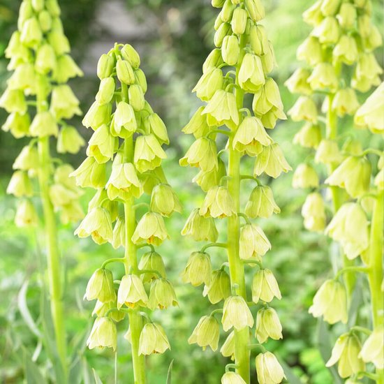 Rijen met hoge, groene Fritillaria bloemen in de tuin.