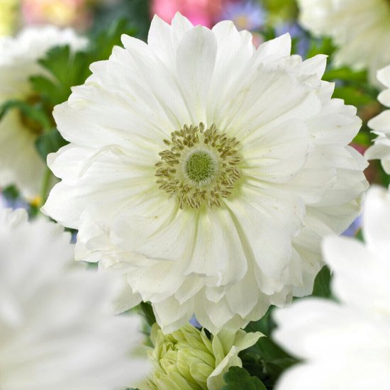 Anemoon (Anemone Coronaria) - Mount Everest - Bijen-Vlinders - Snijbloemen - Zomerbollen - Voorjaarsbollen - Vaste planten