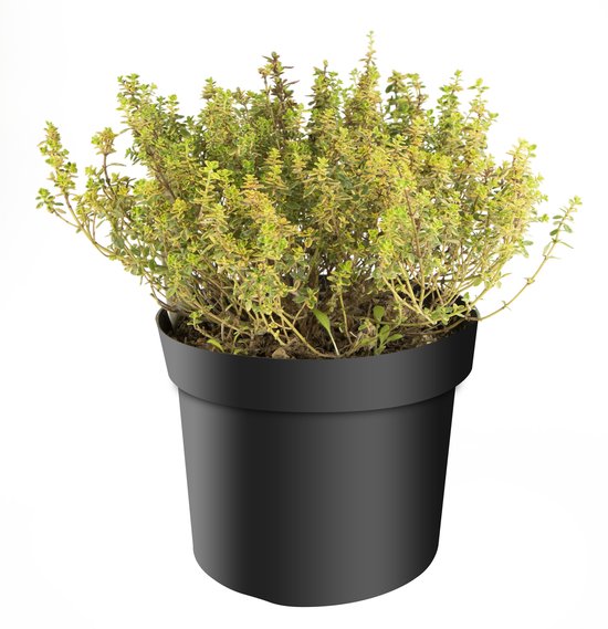 Thymus vulgaris ‘Lady D’ – Compacte aromatische tijmplant – 14 cm pot – ca. 20 cm hoog