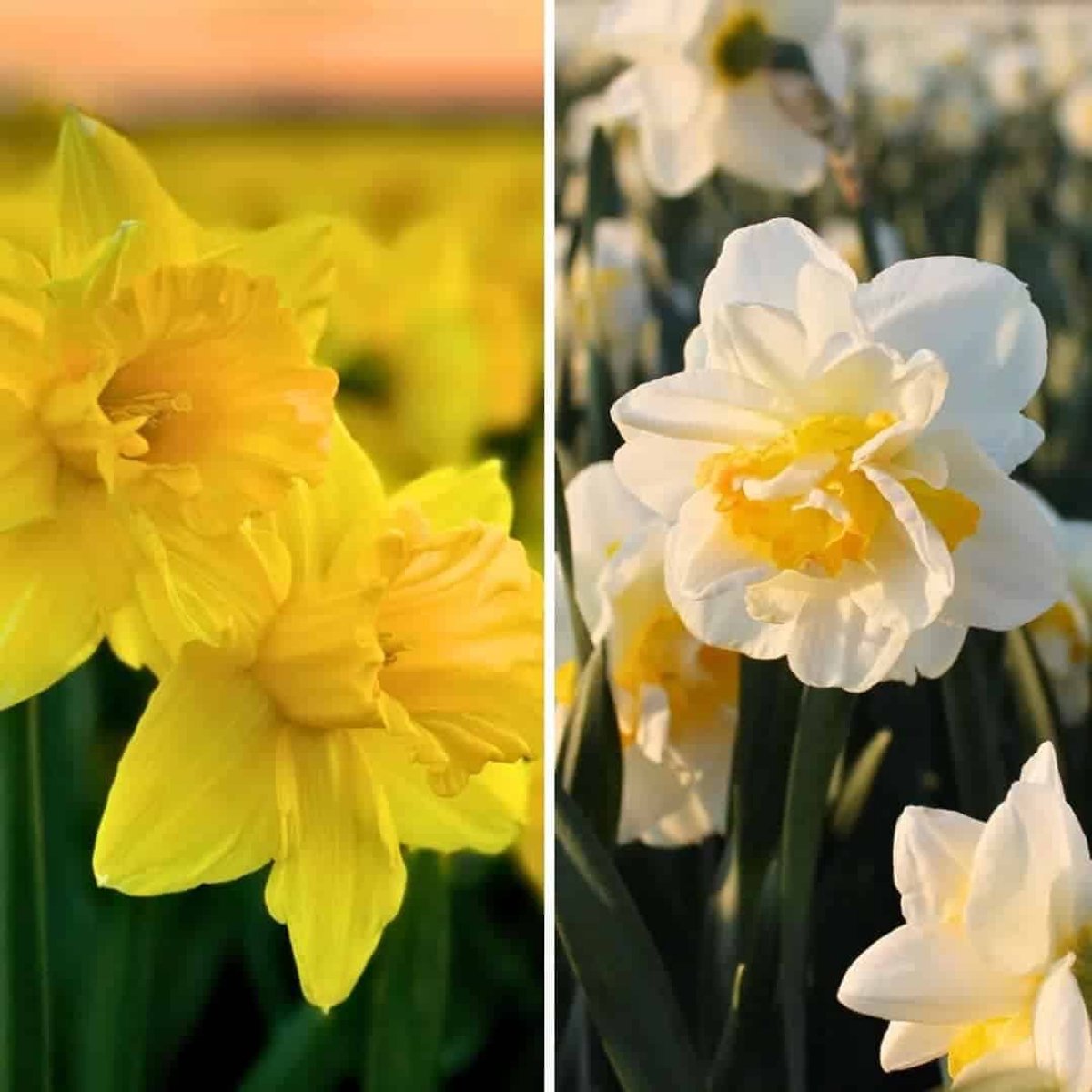 Narcissen bloembollen - Wild Beauty's - 20 bloembollen - Bloembollen voorjaar - Flowerbulbs Amsterdam - Maat 12/14