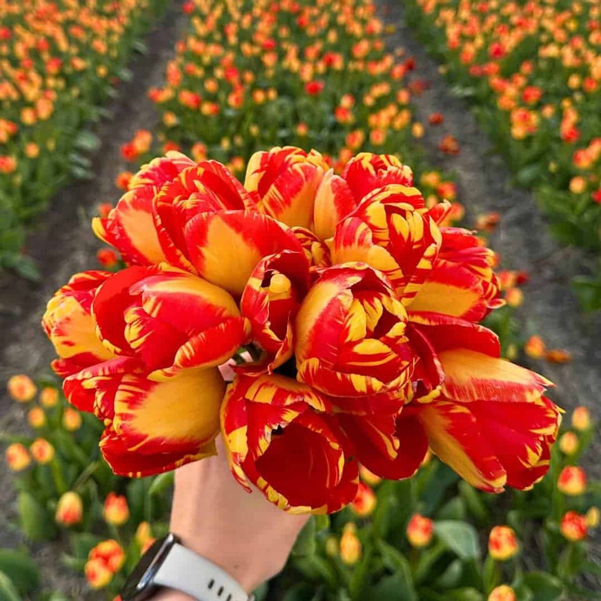 Tulpenbollen Banja Luka - 30 bloembollen - bolmaat 12+ - rood/geel, voorjaarsbloeier, winterhard - direct van de kweker - Flowerbulbs Amsterdam