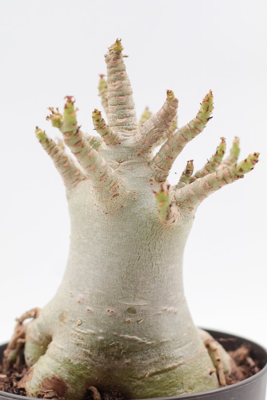Ikhebeencactus | Adenium arabicum | Makkelijke en zeldzame kamerplant | Unieke vormen | 12 cm pot