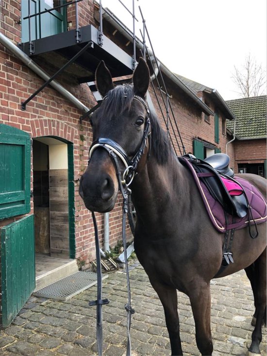 Horse Performance - cover