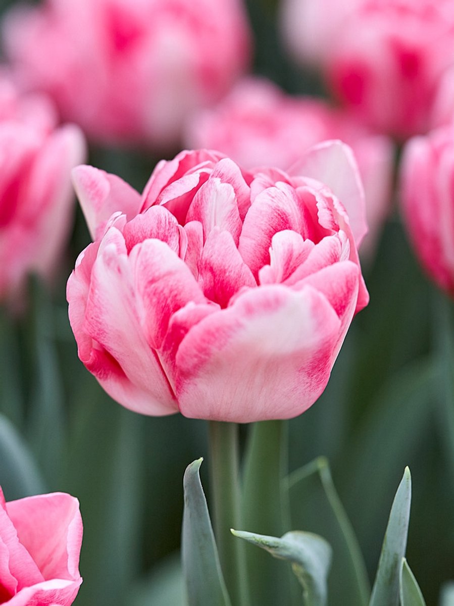 15x Tulpen 'Foxtrot' - BULBi® Bloembollen met bloeigarantie