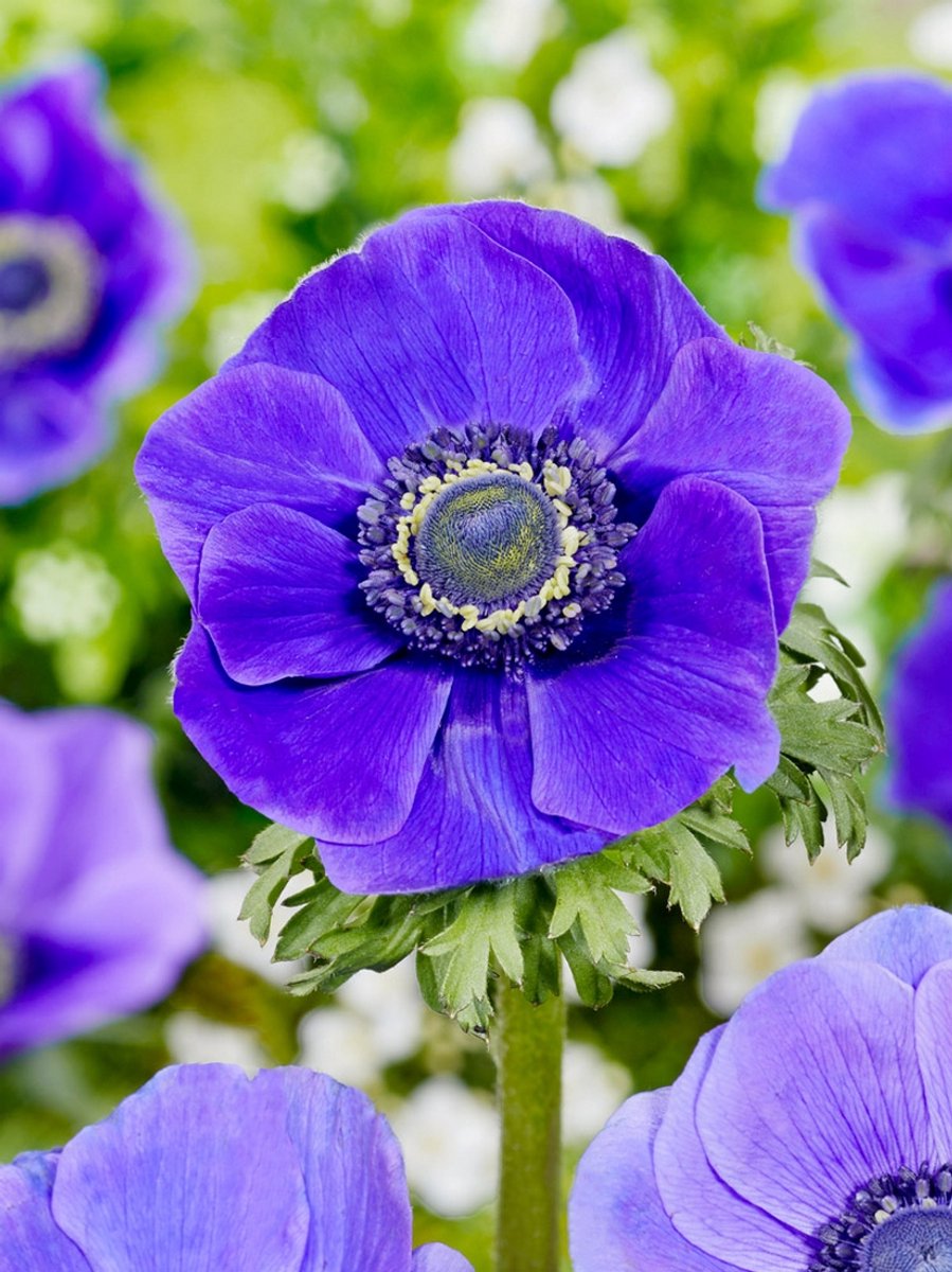 50x Anemoon 'Mr. fokker coronaria' - BULBi® Bloembollen met bloeigarantie