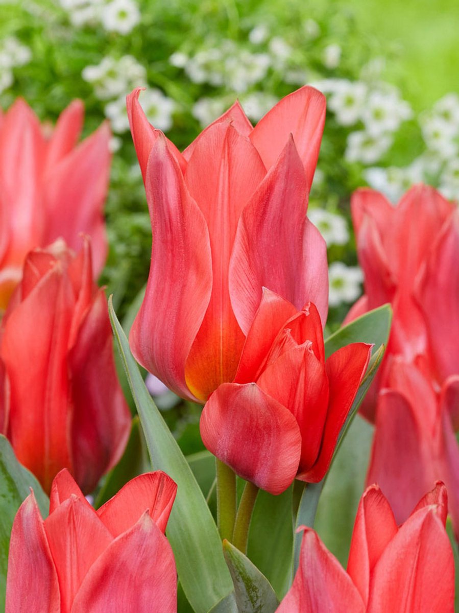 25x Tulpen 'Toronto' - BULBi® Bloembollen met bloeigarantie