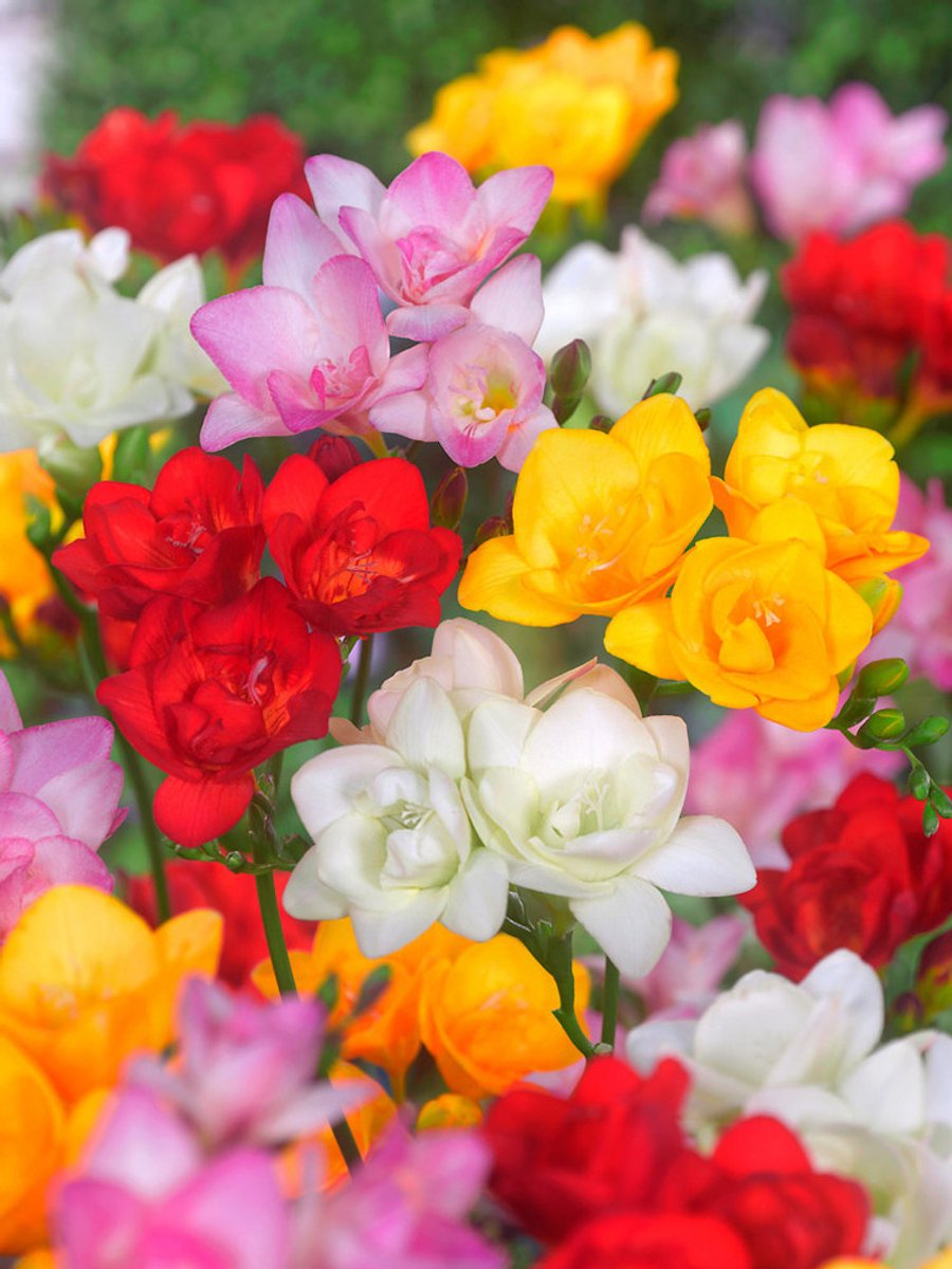 25x Freesia 'Freesia dubbel gemengd' - BULBi® Bloembollen met bloeigarantie