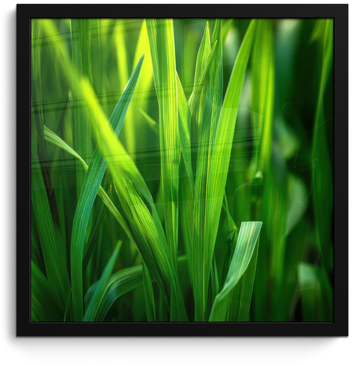 FrameYourWall Poster in lijst - Fotolijst 40x40 cm - Posters - Grassprieten - Lichtinval - Groen - Posterlijst zwart - Decoratie - Wanddecoratie woonkamer - Muurdecoratie slaapkamer