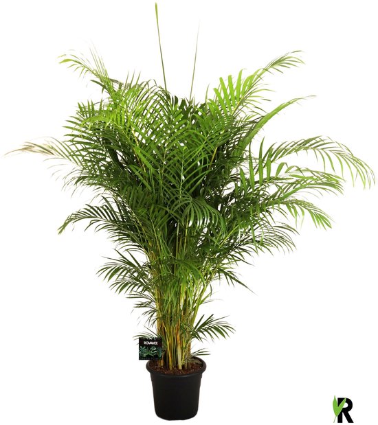 Dypsis lutescens Goudpalm 180 cm – Kamerplant – Vers Van De Kweker – Potmaat Ø32 cm