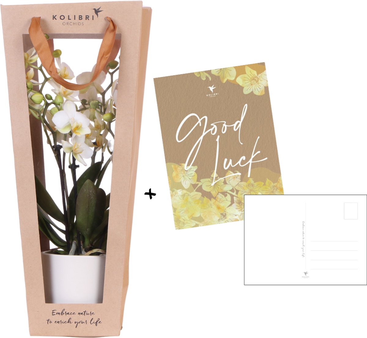 Kolibri Orchids | Planten cadeau veel succes | Lausanne orchidee met pot, kaart & cadeautas