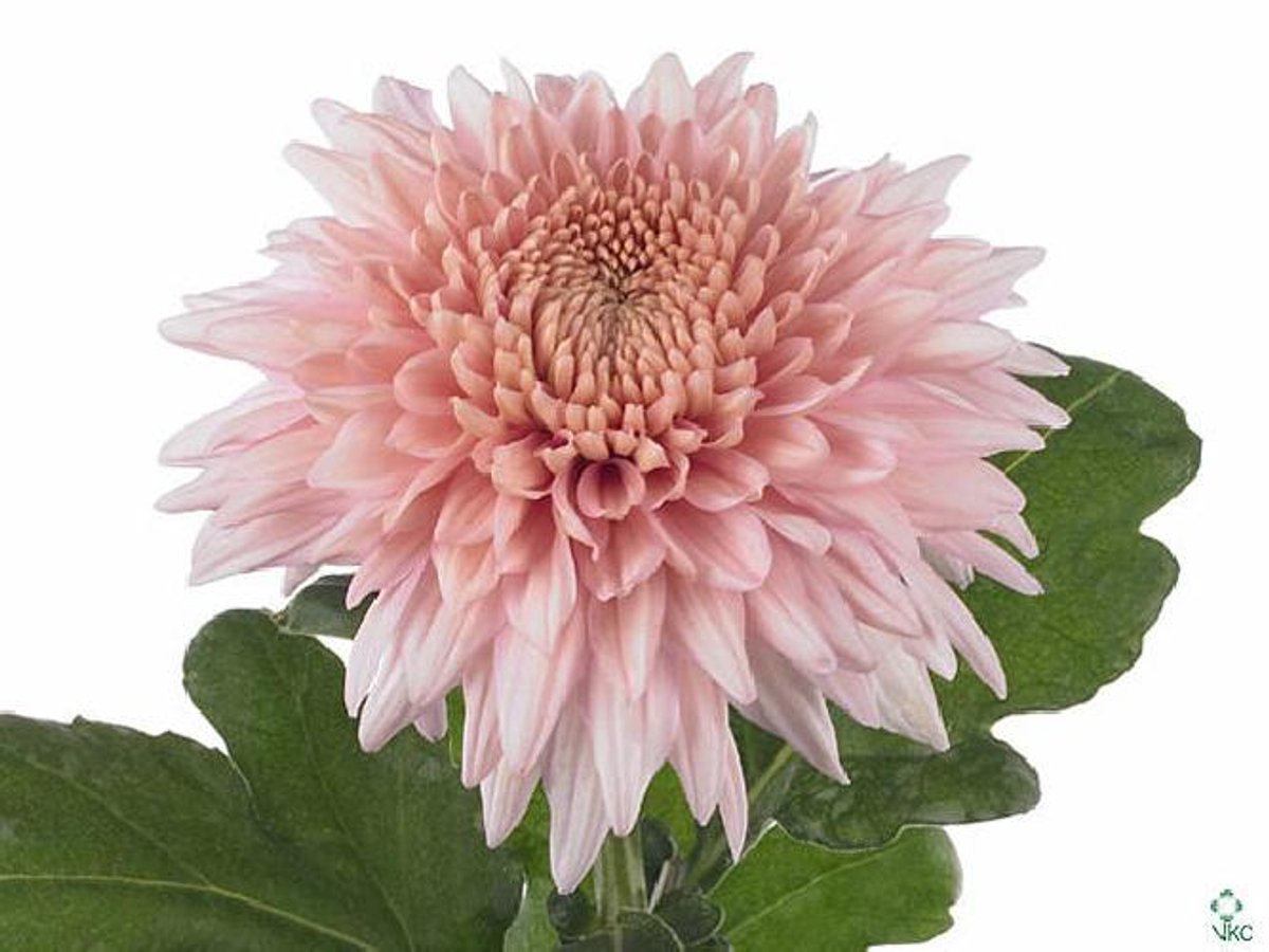 10x Chrysant mariëlle 80cm
