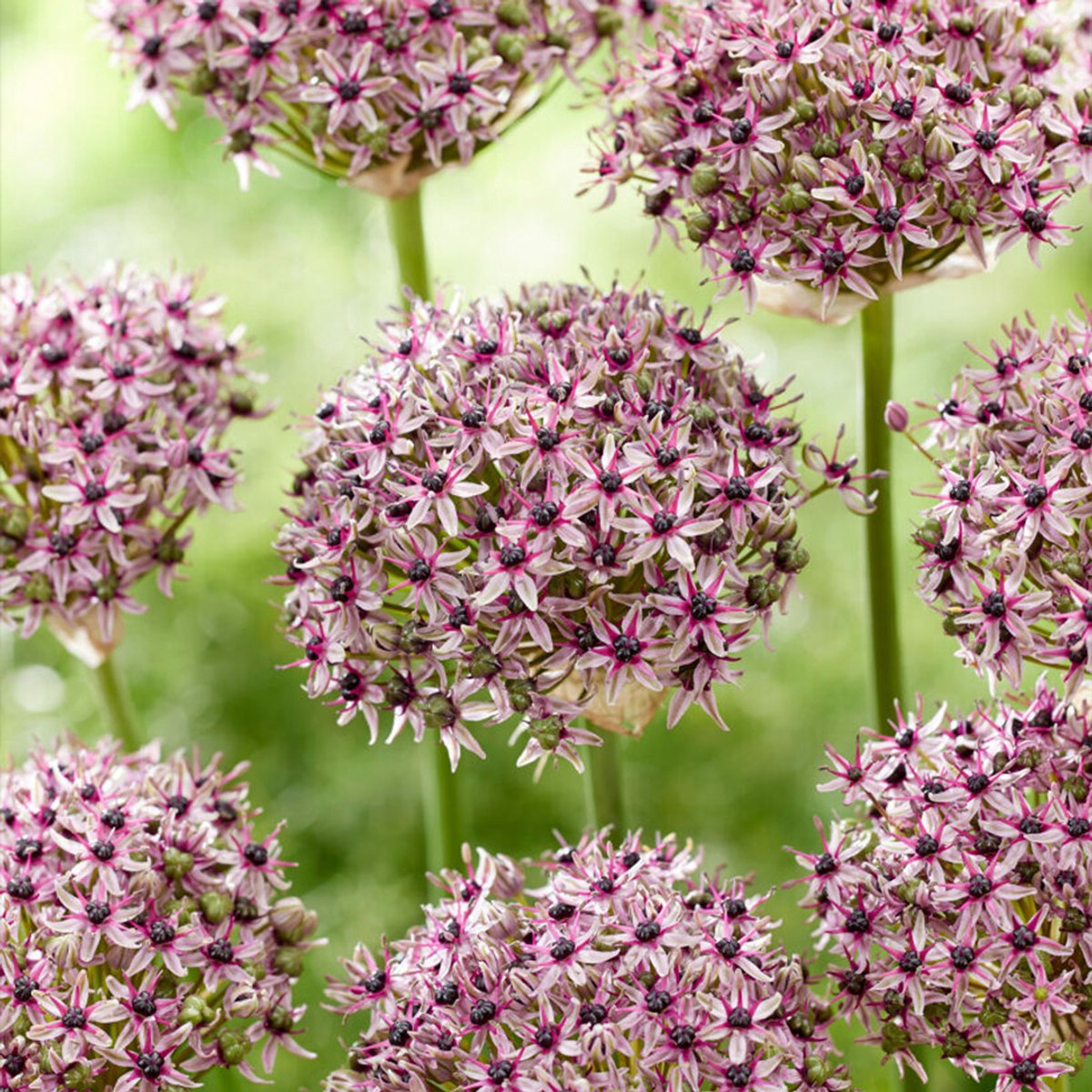 Allium Starlight | 10 stuks | Roze | Wit | Paars | Sierui Bollen