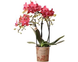rode Phalaenopsis orchidee - Congo - potmaat Ø9cm -