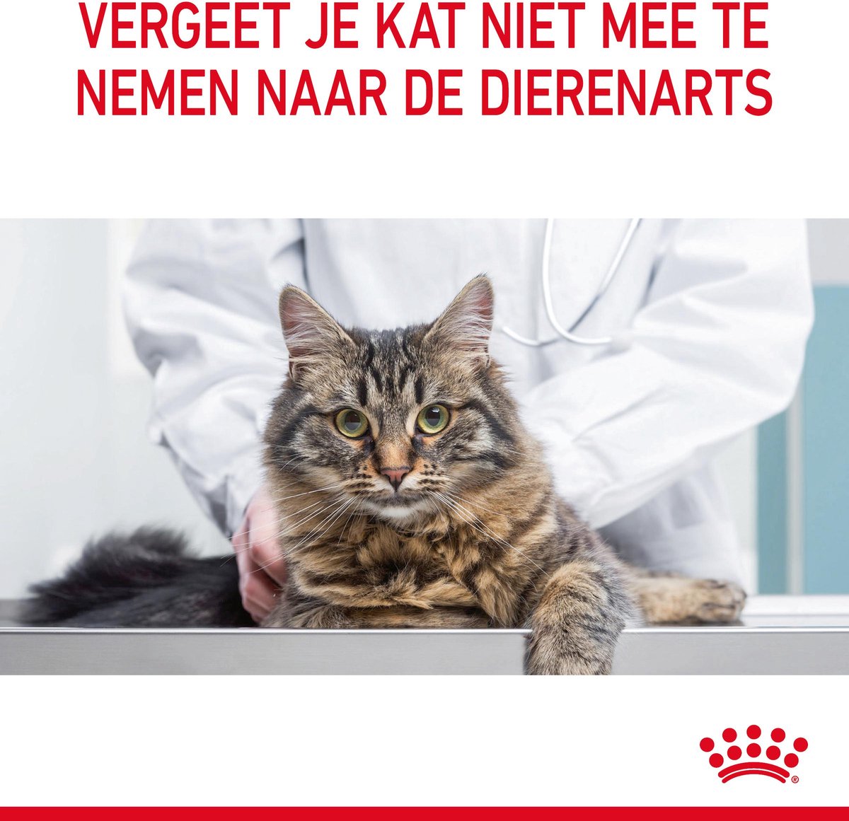 Royal Canin Dental Care - Kattenvoer - 3.5 kg thumbnail 2