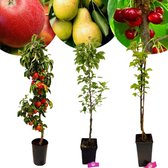 Drie zuilfruitbomen: een appelboom met rode appels, een perenboom met groene peren en een kersenboom met rode kersen.