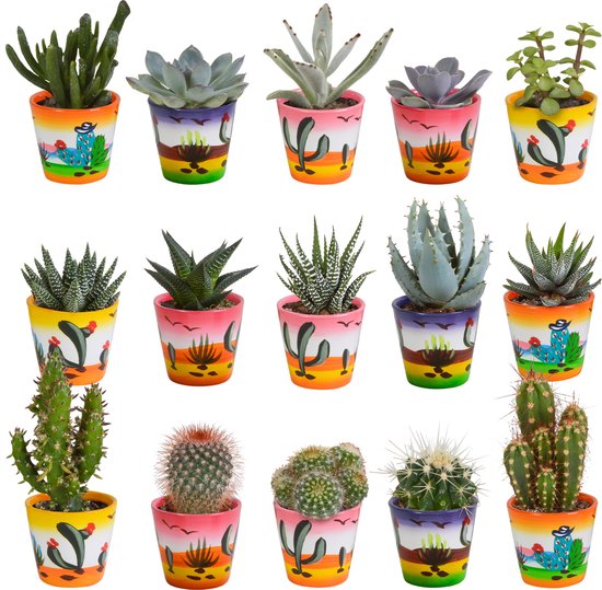 Megamix 15 pièces - Cactus et succulentes 5,5 cm en pot mexicain